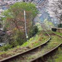 因美線の線路と三浦駅のホーム前に咲く満開の桜並木の写真