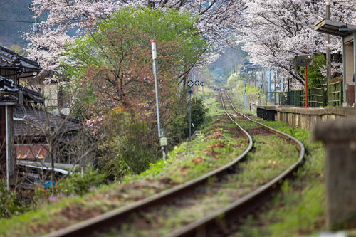 因美線の線路と三浦駅のホーム前に咲く満開の桜並木