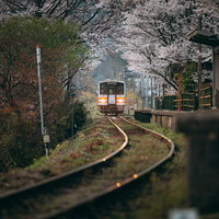 春の因美線三浦駅に停車する電車と桜並木の風景の写真