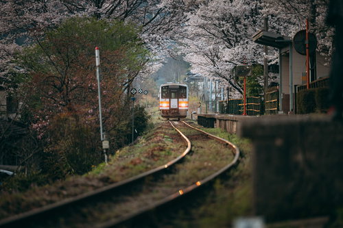 春の因美線三浦駅に停車する電車と桜並木の風景