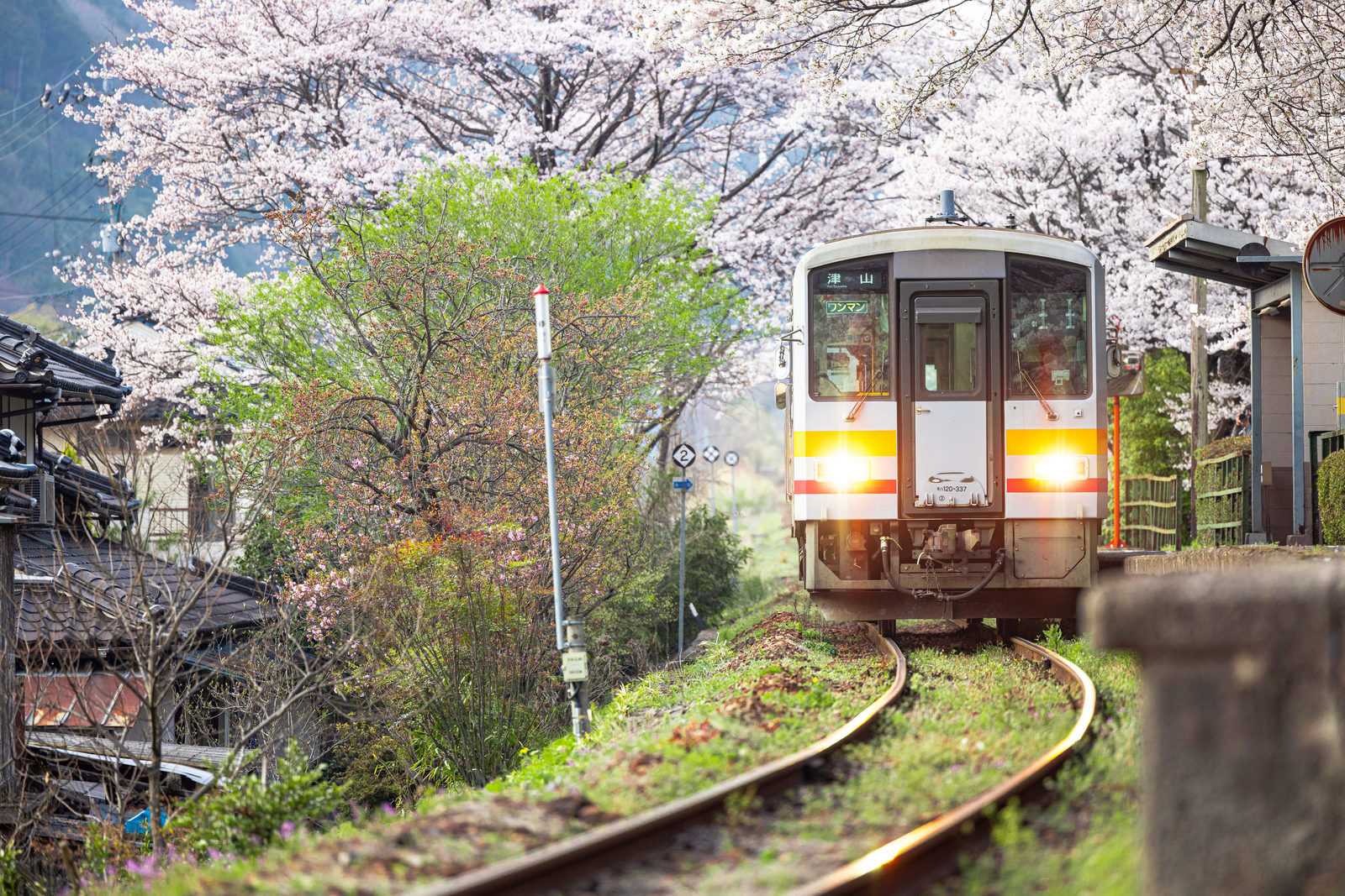 因美線の三浦駅で満開の桜に囲まれた白とオレンジの電車