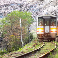 桜の満開時期に停車する因美線の電車と三浦駅の写真