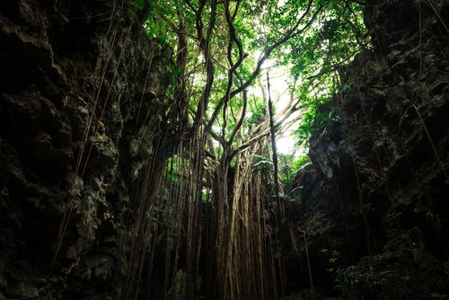 鍾乳洞が崩壊してできた「ガンガラーの谷」のガジュマル