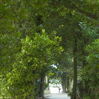 沖縄・備瀬のフクギ並木トンネル｜樹齢古い防風林の緑のトンネルの写真