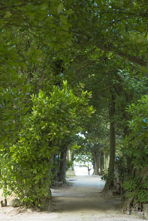 沖縄・備瀬のフクギ並木トンネル｜樹齢古い防風林の緑のトンネル