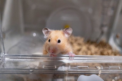 タネも回る仕掛けもあります。ケージ内のハムスター