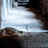 注意喚起の看板の前でカニを食べる猿の写真