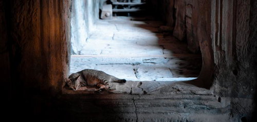 注意喚起の看板の前でカニを食べる猿