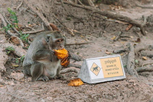 ボロコップがヘルメットと拳銃で戦闘態勢