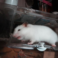 盛るもっと～ケージから飛び出しダッシュするモルモットの写真