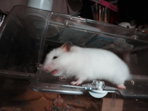 盛るもっと～ケージから飛び出しダッシュするモルモット