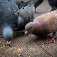 エサは一日三回 これがホントの鳩トリックの写真