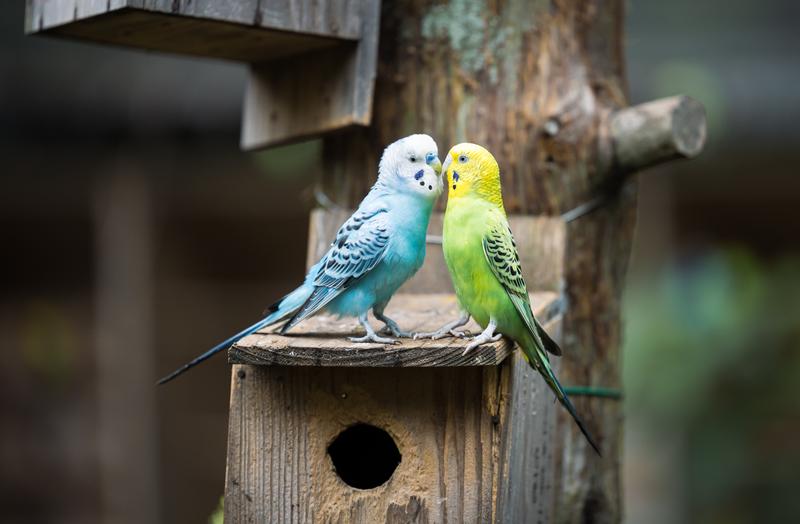 仲良しインコちゃん、黄色とブルーのペアが止まり木で寄り添うの写真