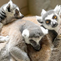 見ワオ 聞ワオ 言ワオ（ワオキツネザル）仲良く寄り添う3頭の写真