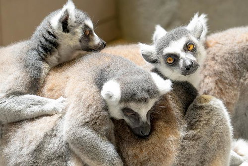 見ワオ 聞ワオ 言ワオ（ワオキツネザル）仲良く寄り添う3頭