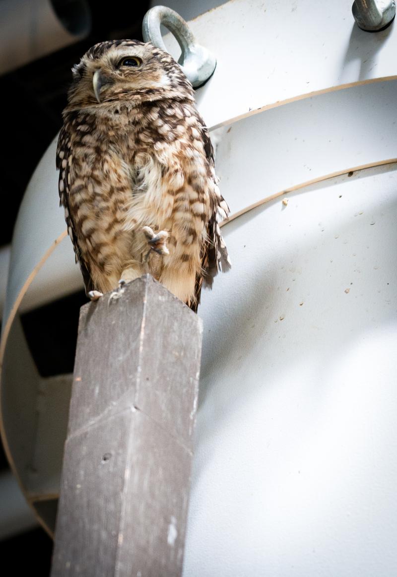 木製の止まり木に止まり斜め上を見つめるフクロウの写真