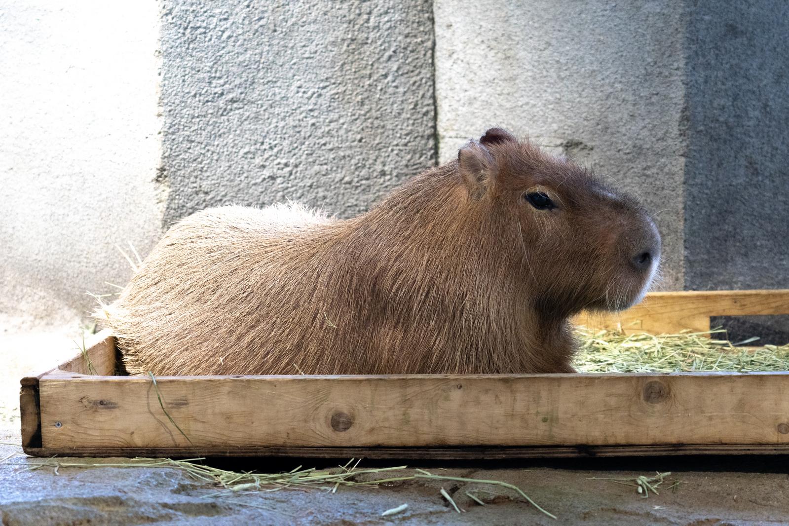 動物園の餌箱でリラックスするカピバラ