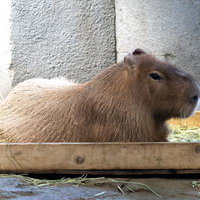 不器用ですから、木製の餌箱でのんびりの写真