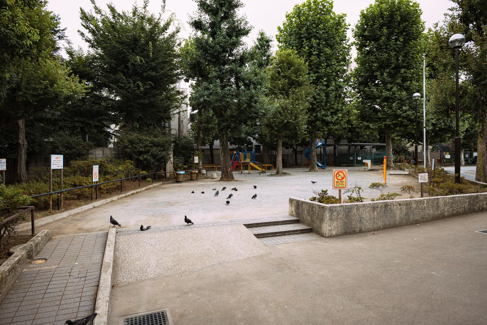 樹木に囲まれた公園の砂地に複数の鳩が集まっている様子