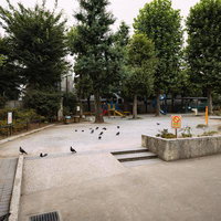 鳩ばかりが集う西大久保公園の午後、砂地の広場と樹木に囲まれた静寂の写真