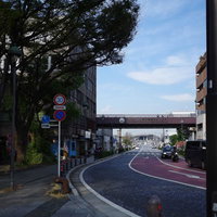 横浜大桟橋前の街路樹に囲まれた道路と青空の写真
