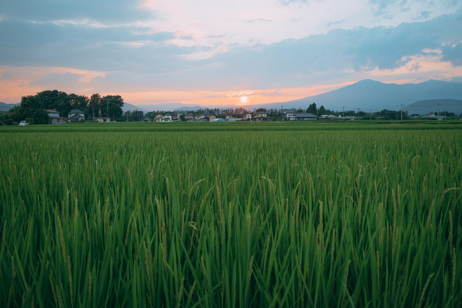 夕焼け空の下で稲が育つ広大な田んぼと背景の山並み