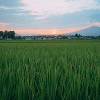 夕暮れの田んぼに広がる青田と遠景の山並みの写真