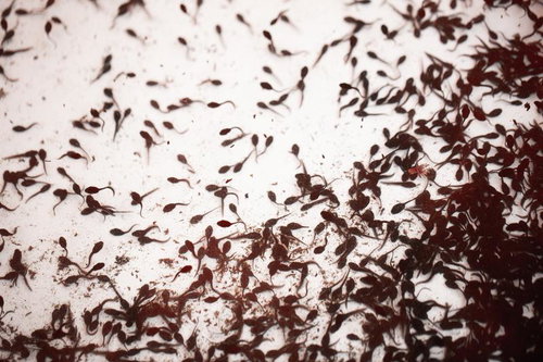 すいませ～ん♪ ファを3匹ください！