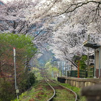 因美線三浦駅を囲む満開の桜並木と春の駅舎風景の写真