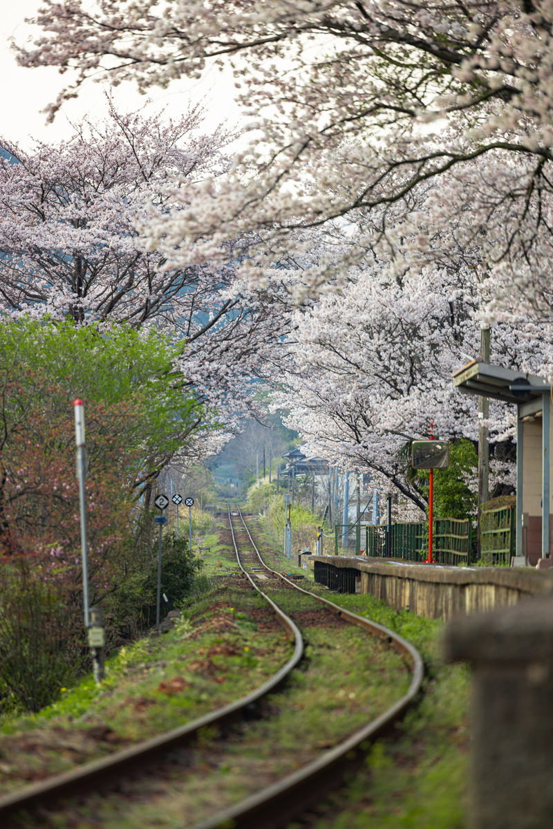 JR因美線三浦駅の線路沿いに満開の桜が両側に立ち並んでいる風景