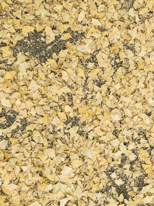 黄色く色づいた銀杏の落葉のテクスチャー