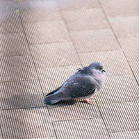 冷える鳩さん、ウッドデッキで身を縮める冬の野鳥の写真