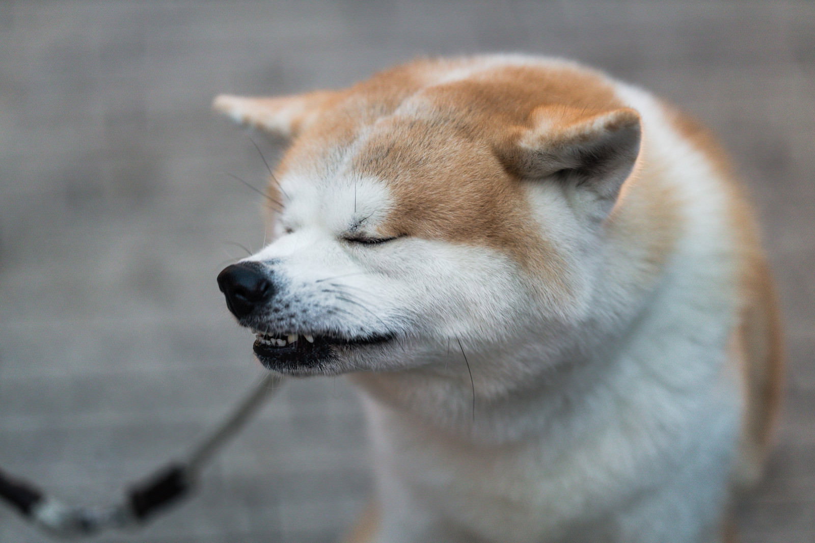 目を細めてくしゃみをこらえる秋田犬