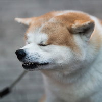 へっくしょん！寒い時期にくしゃみをする柴犬の写真