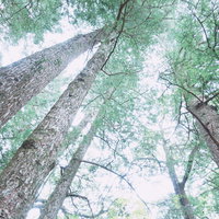 青空に向かって伸びる見上げた杉の木々と放射状の枝葉の写真