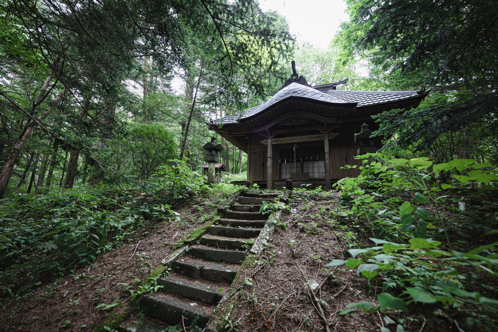緑深い森の中に建つ古いお堂と苔の生えた石段