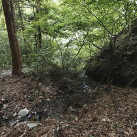 森の中で見つけた源流と木々に囲まれた清流の写真