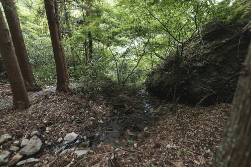 森の中で見つけた源流と木々に囲まれた清流