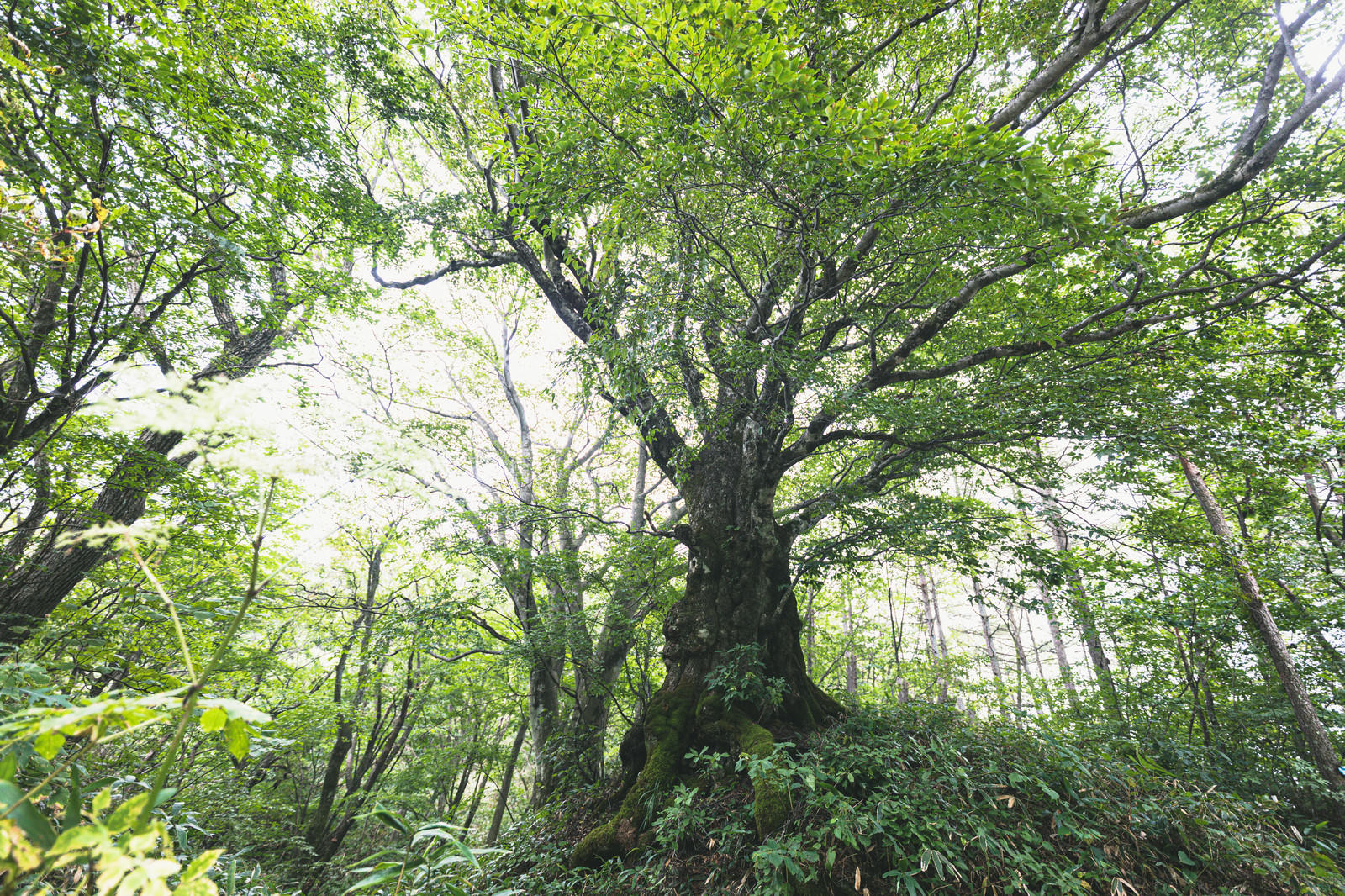 木漏れ日が差し込む大きな木と緑豊かな森の風景