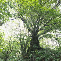 木漏れ日に溢れる大木と青々とした木々の林の写真