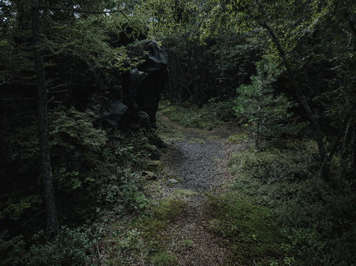 森の中で左右に分かれる薄暗い山道