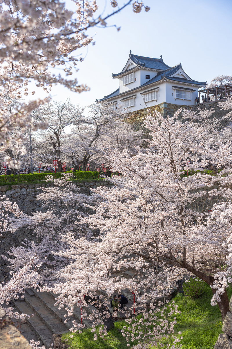 津山城跡で満開の桜が咲き、背景に備中櫓が見える