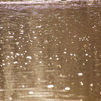 光る水面を泳ぐ白鳥の群れの写真