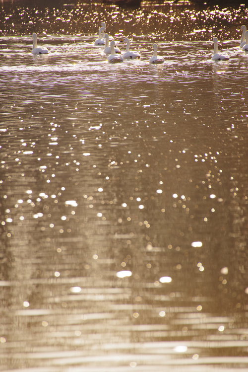 水面を泳ぐ白鳥の群れ