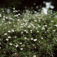 野に茂る白い花を咲かせた草花と緑豊かな野原の自然風景の写真