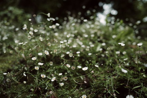 野に茂る白い花を咲かせた草花と緑豊かな野原の自然風景