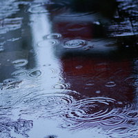 雨が降る中、水溜りに広がる同心円状の波紋の写真