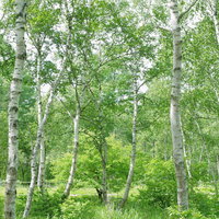 新緑の白樺林 - 爽やかな春の自然風景写真の写真