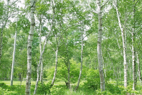 新緑の白樺林 - 爽やかな春の自然風景写真
