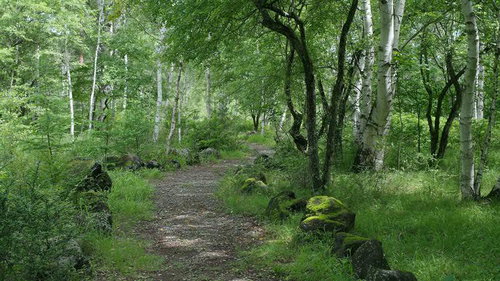 新緑に包まれた森の散歩道を歩む自然の遊歩道